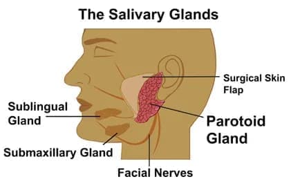 salivary-glands-diagram
